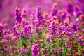 Foto-Nutzungslizenz  Heide in der Nahaufnahme
